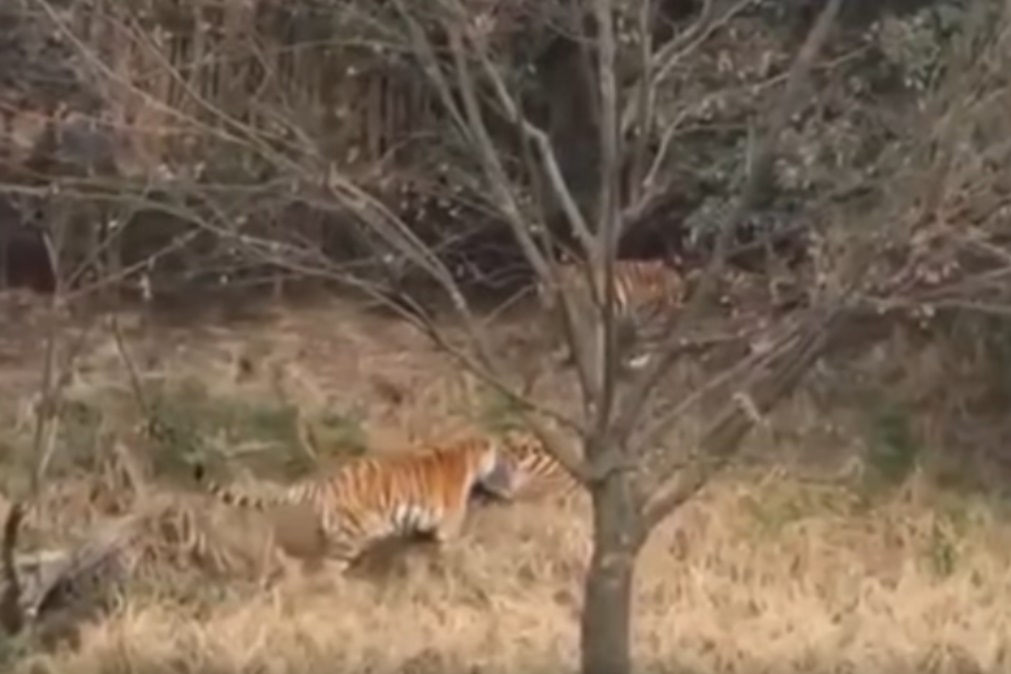 tigre mata homem com mulher e filho a assistirem vídeo