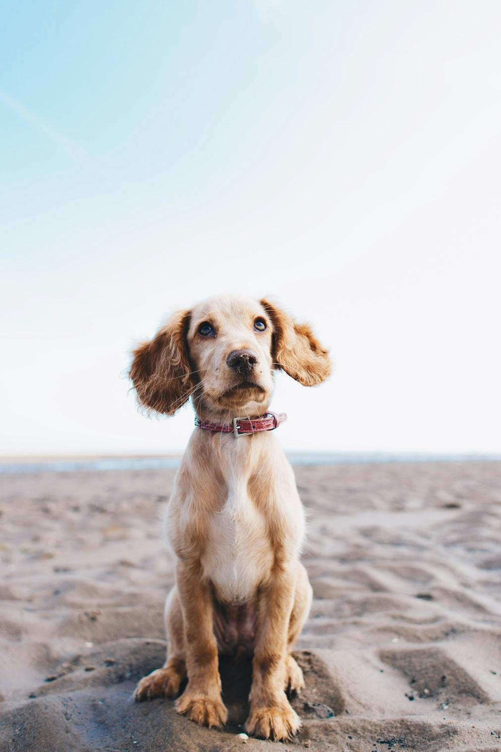 As melhores cidades para levar o seu animal de estimação