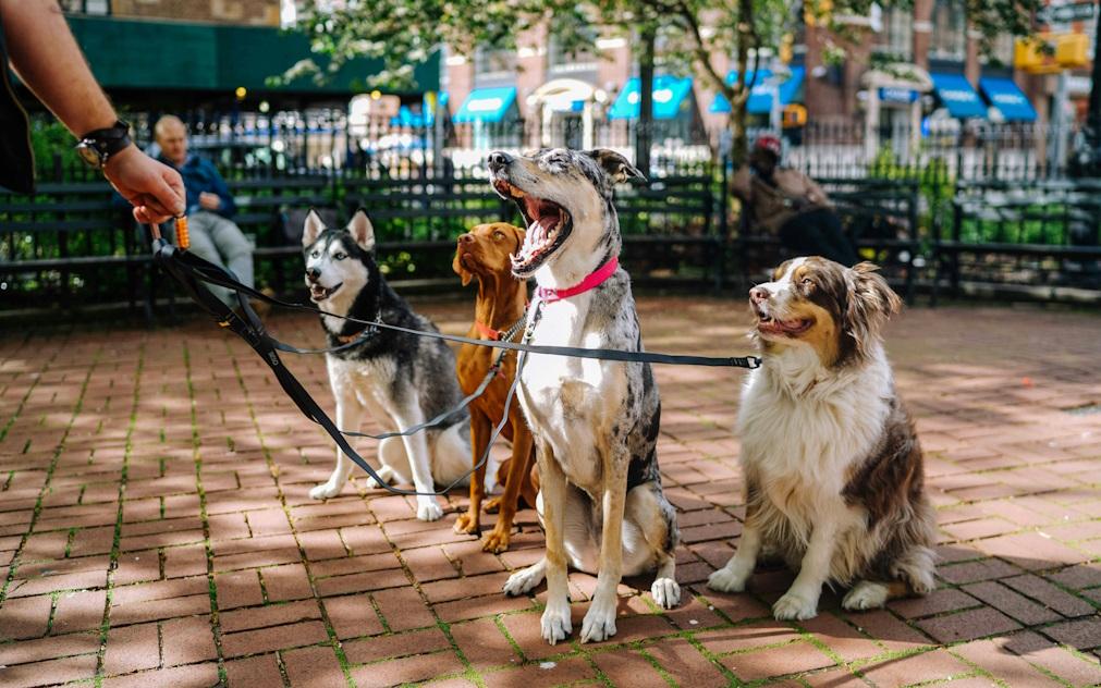 As melhores cidades para levar o seu animal de estimação