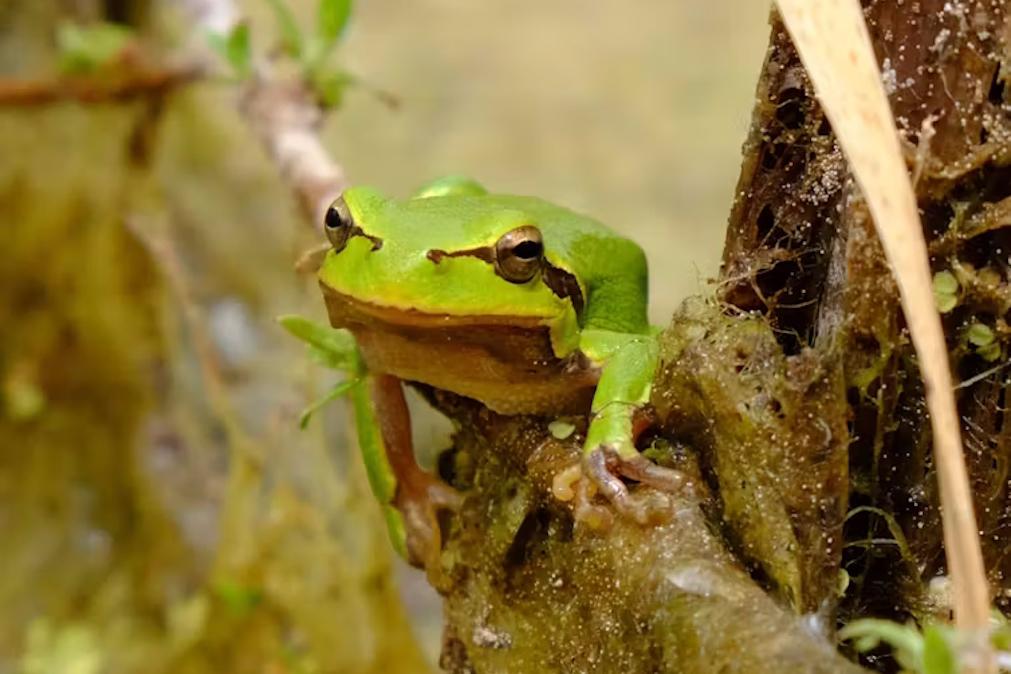 Um macho de perereca oriental ( Hyla orientalis ). Ucrânia, junho de 2019. Germán Orizaola