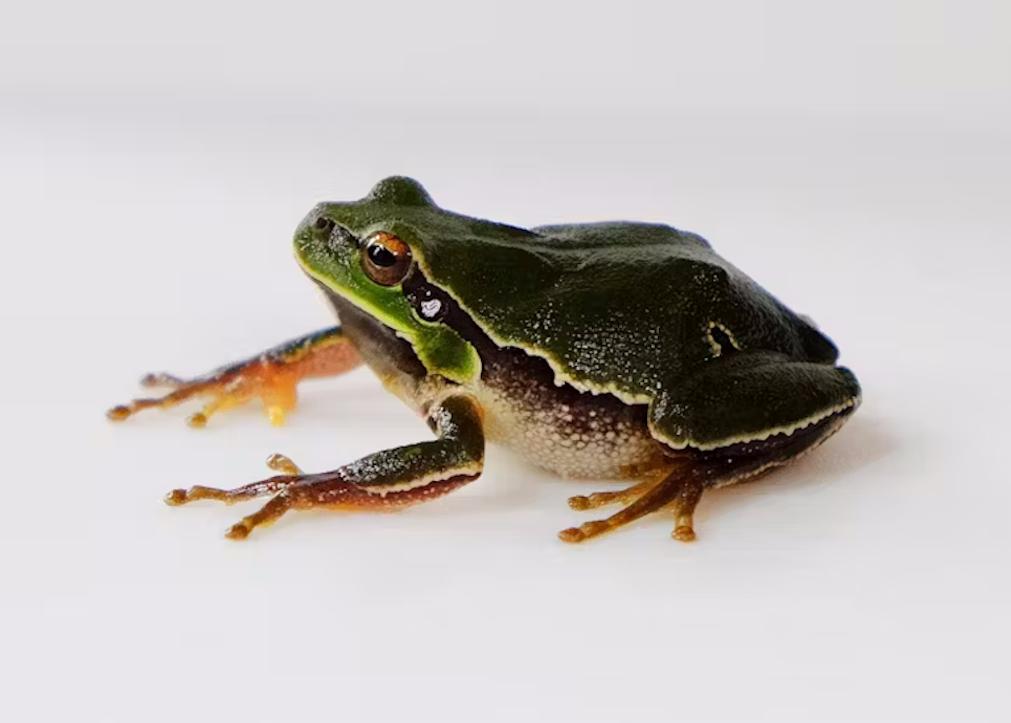 Um sapo-árvore oriental macho ( Hyla Orientalis ) em nosso laboratório em Chernobyl, Ucrânia. Maio de 2019. Germán Orizaola