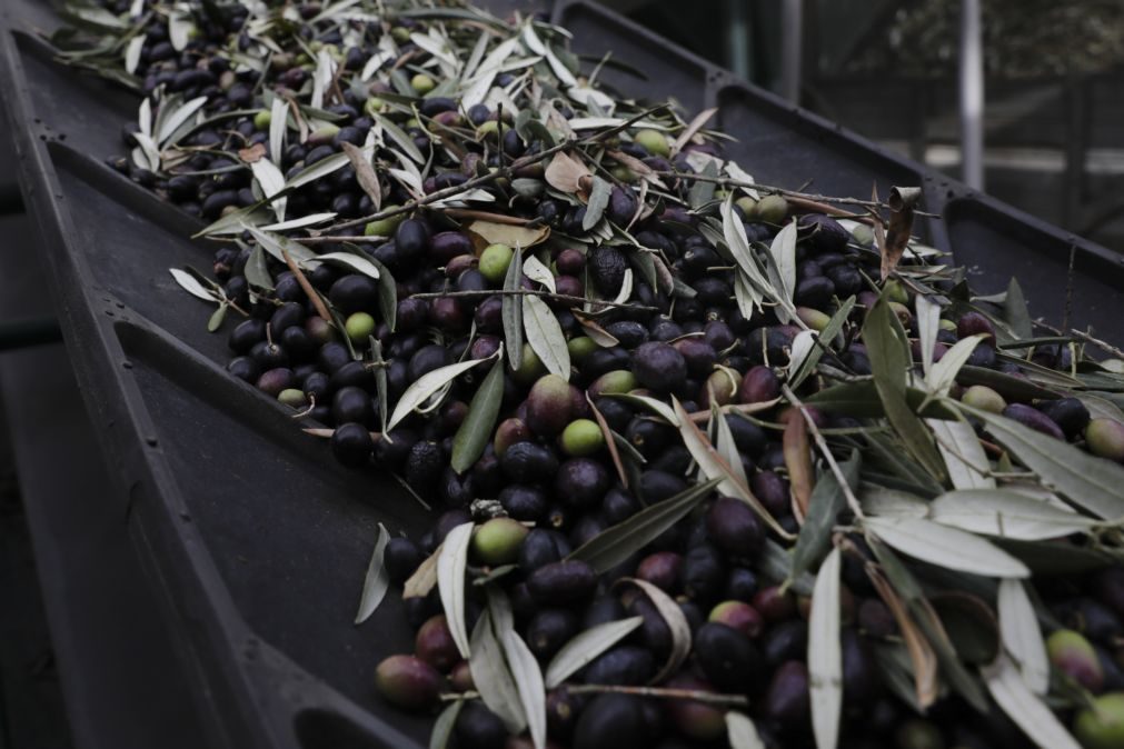 Cooperativa de Olivicultores do Fundão preocupada com quebra na produção de azeitona