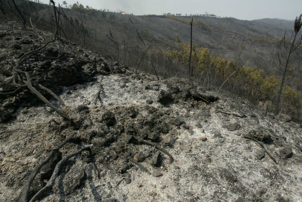 Governo prolonga período crítico do sistema de defesa da floresta