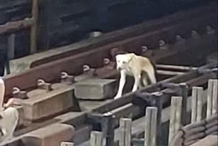 Funcionários e passageiros salvam cão que caiu na linha do metro [vídeo]