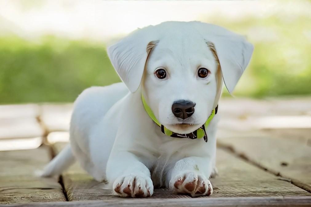 Fique a saber por que os cães inclinam a cabeça quando fala com eles