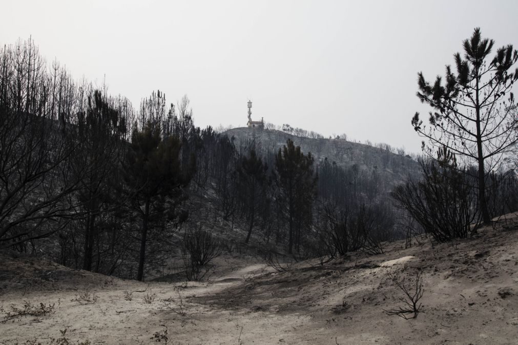 Cerca de 190 mil hectares de floresta queimados a 15 de outubro