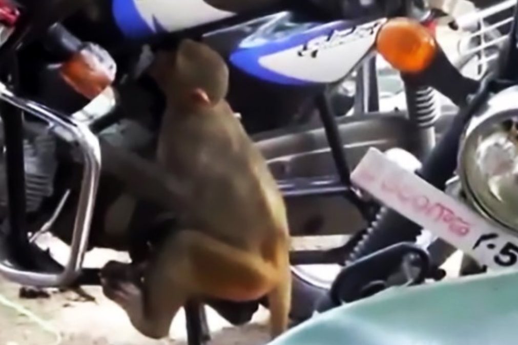 Conheça o macaco que é o terror dos motociclistas