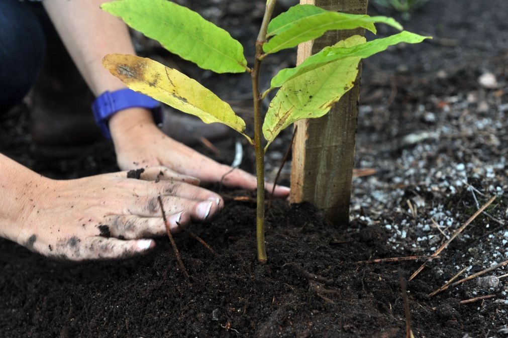 Plantar árvores é mote de campanha que começa esta quarta-feira