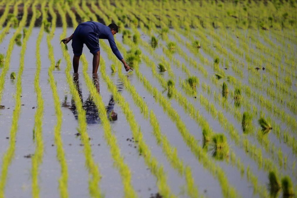 Preços mundiais do arroz atingiram em agosto máximo dos últimos 15 anos