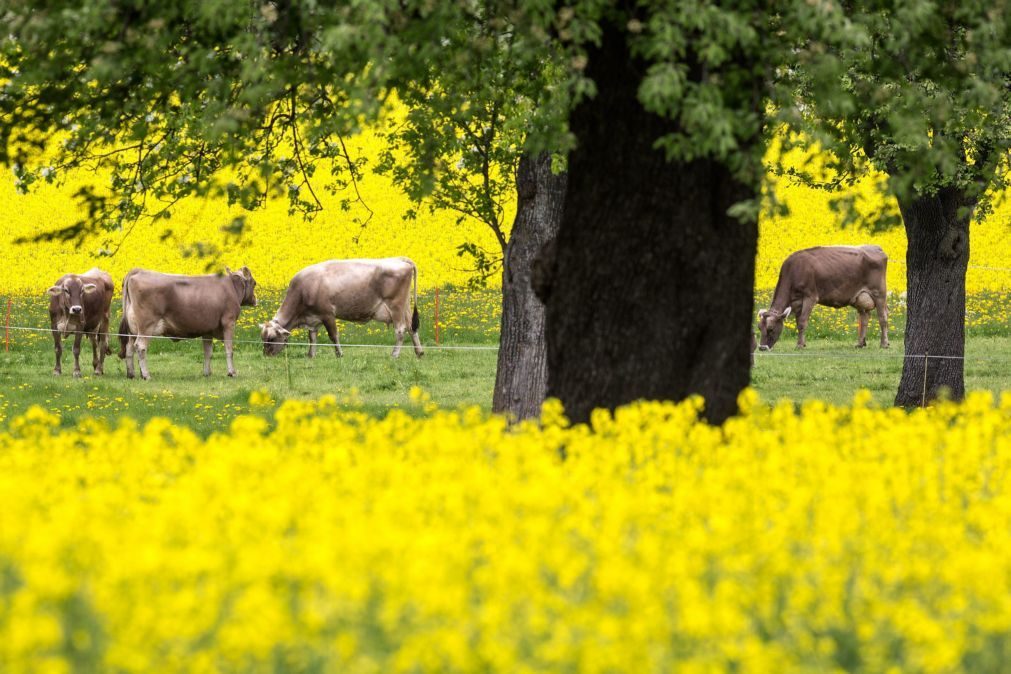 Rússia suspende importação de carne bovina e suína do Brasil