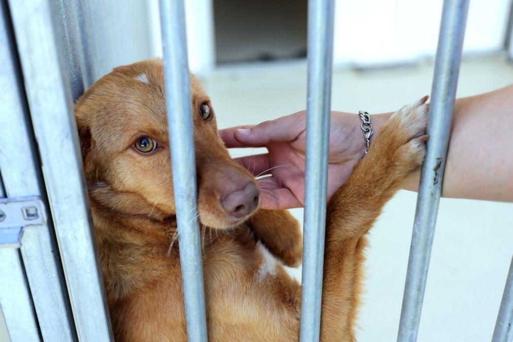 Há 80.000 animais habitantes nos centros de recolha, alerta Provedora do Animal