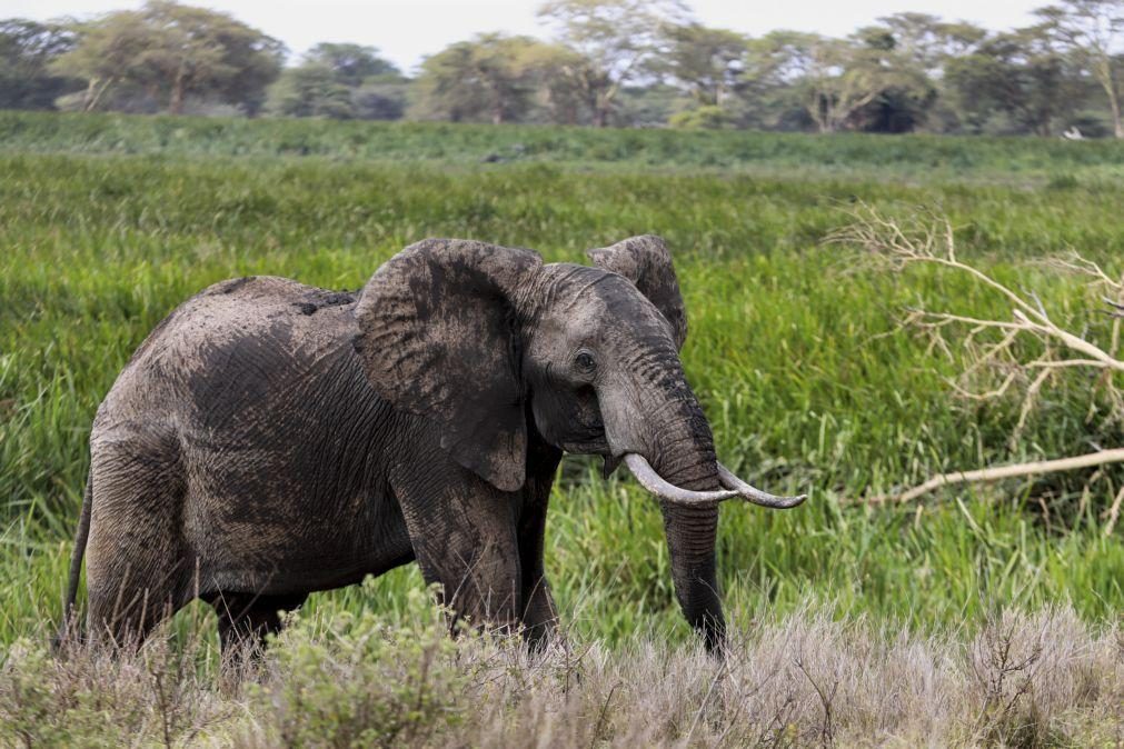 Pelo menos 100 elefantes morreram por falta de água no Zimbabué