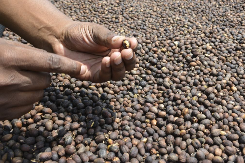 Café moçambicano do parque de Chimanimani estreia-se no Reino Unido