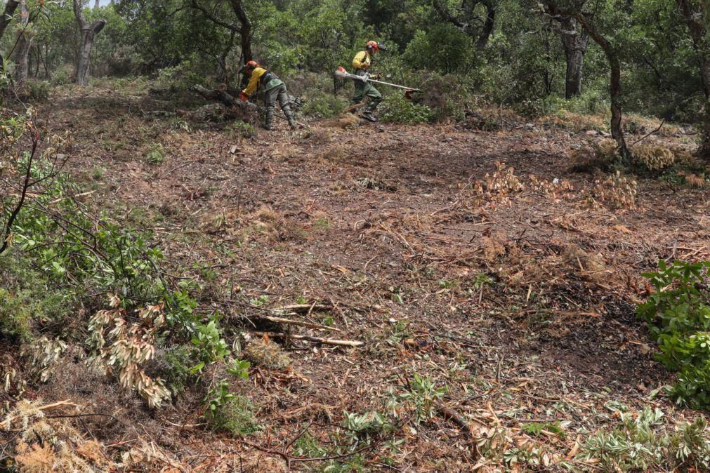 Governo prorroga até 31 de maio prazo para limpeza de terrenos rurais e florestais