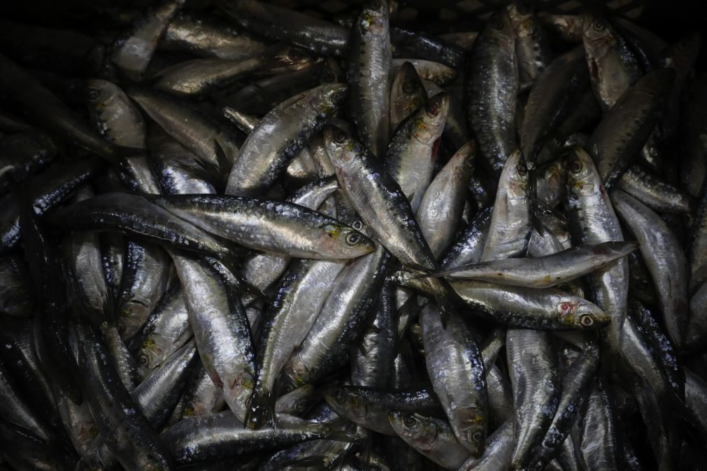 Pescadores voltam a capturar sardinhas a partir de hoje