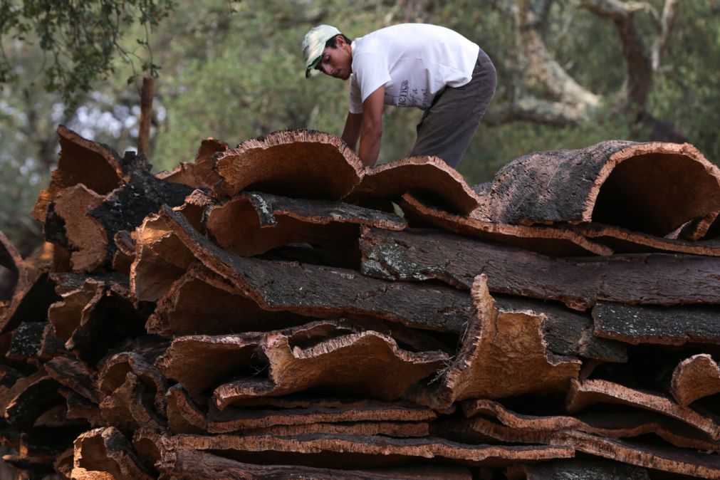 Lucros da Corticeira Amorim caem 32% para 16 ME no primeiro trimestre