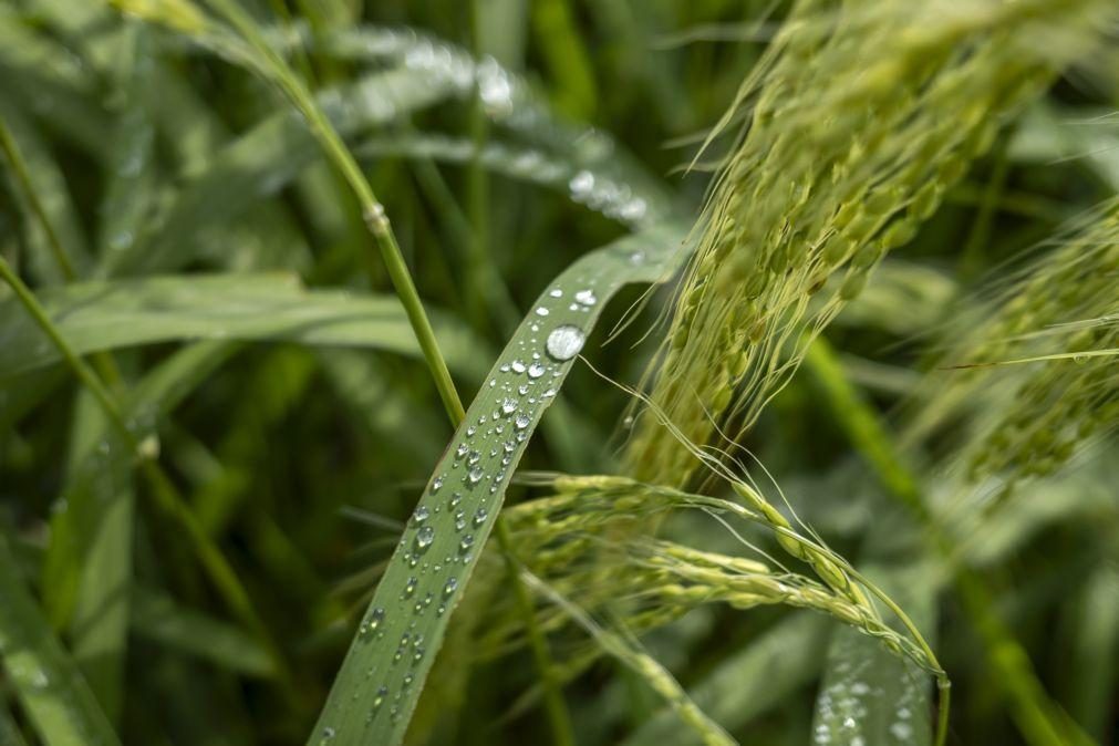 UE gasta até 48 mil ME em subsídios para atividades prejudiciais à natureza