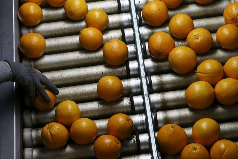 Produção de laranja no Algarve aumentou 4,5% nos primeiros seis meses da campanha