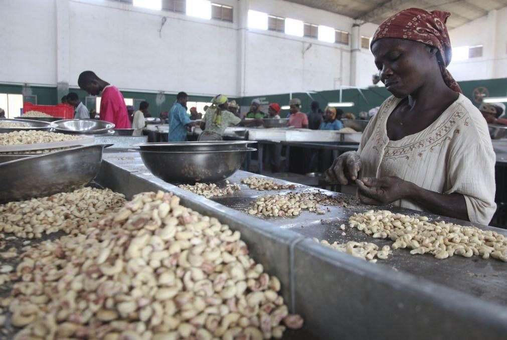 Caju atinge os 500 francos cfa na Guiné-Bissau com perspetiva de boa campanha