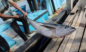 Agência europeia das Pescas vai coordenar controlo da campanha de atum-rabilho