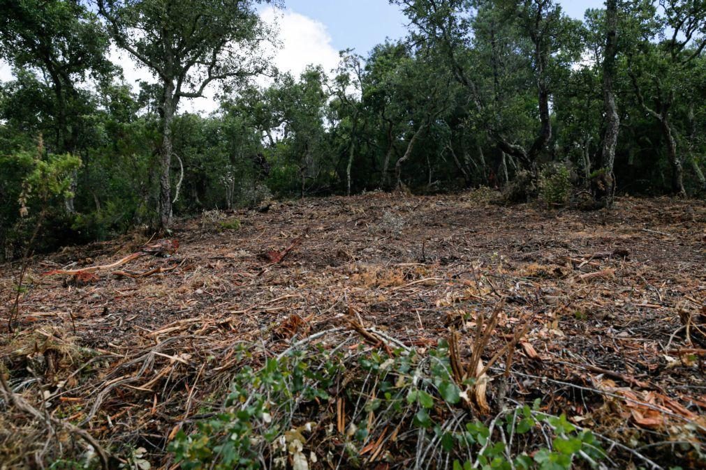 GNR sinalizou 10.251 casos de falta de limpeza de terrenos mas só aplica coimas após sábado