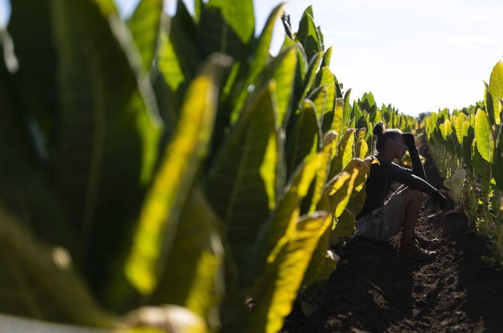 Produção da indústria do tabaco em Moçambique recua para metade no 1.º trimestre