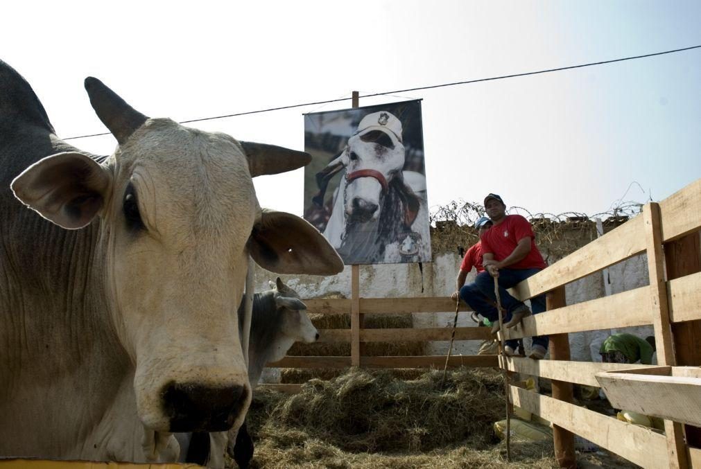 Há pouco gado em Angola e por isso se importa tanta carne