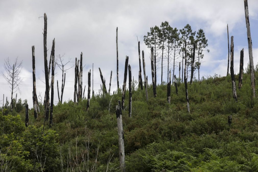 Sete anos depois do trágico incêndio muito falta fazer em Pedrógão Grande