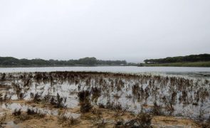 Conselho da UE aprova formalmente Lei do Restauro da Natureza