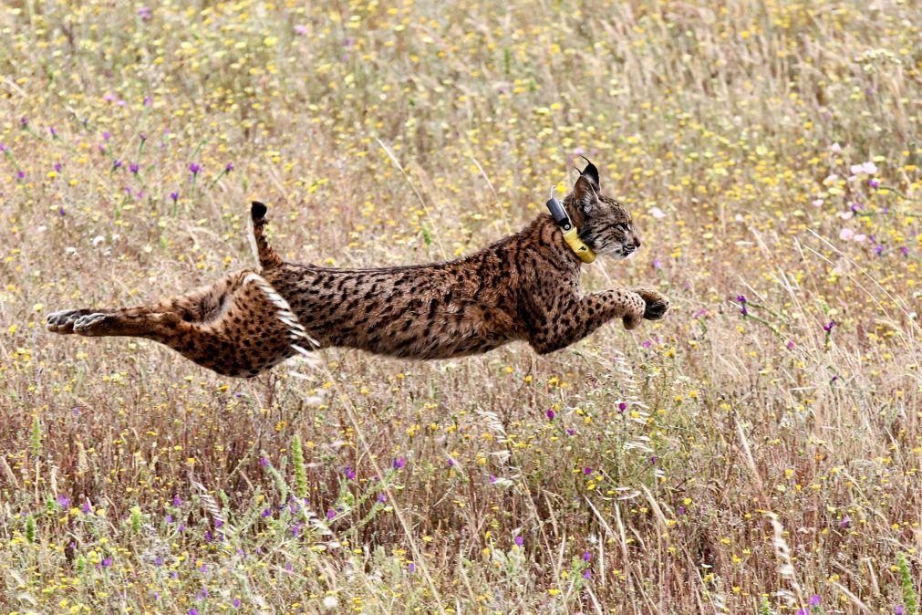 Lince ibérico passou de espécie 