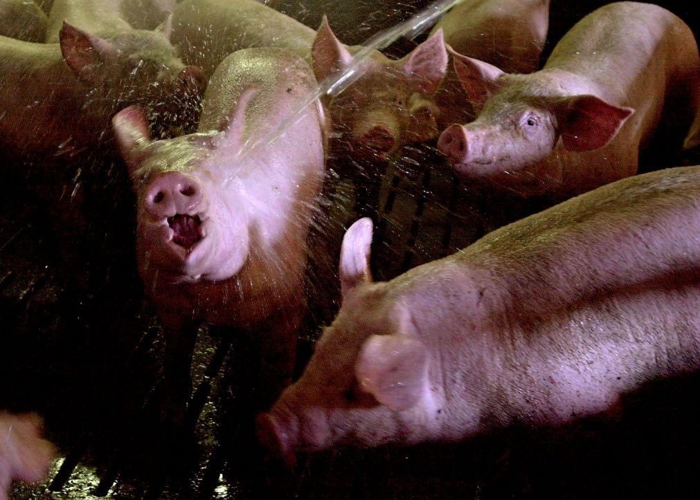 China diz que respeitará regras na investigação sobre carne de porco europeia