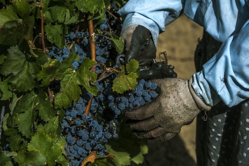 Douro tem excesso de oferta de vinho e não de produção de uvas