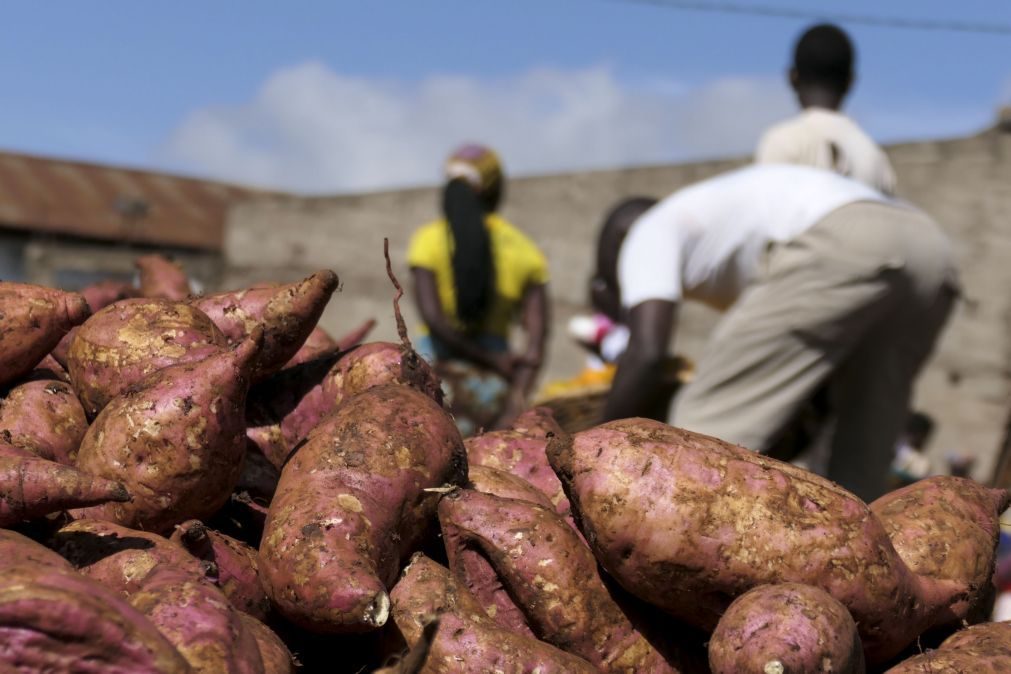 Itália desembolsa 35 ME para centro de transformação de alimentos em Moçambique