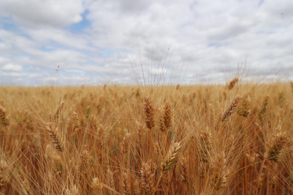 Produção de cereais no Alentejo sobe, mas qualidade é inferior