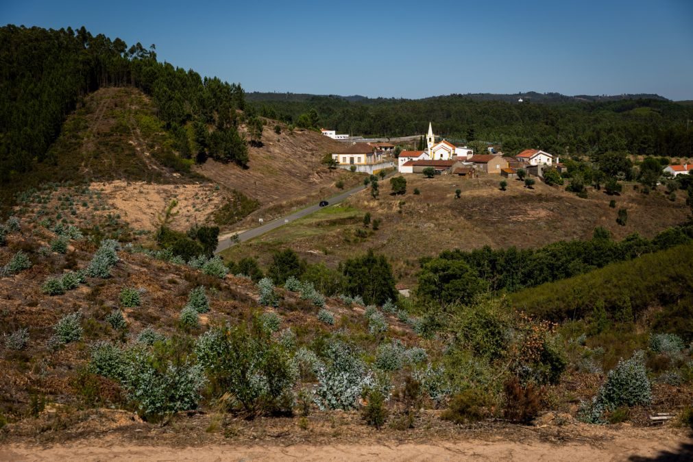 Oliveiras e medronheiros ganham terreno às chamas no concelho de Sardoal