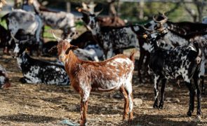 Chuvas aumentaram otimismo de criadores de cabras do Algarve