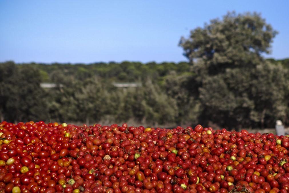 Campanha do tomate começa com frutos danificados e dificuldades de recrutamento