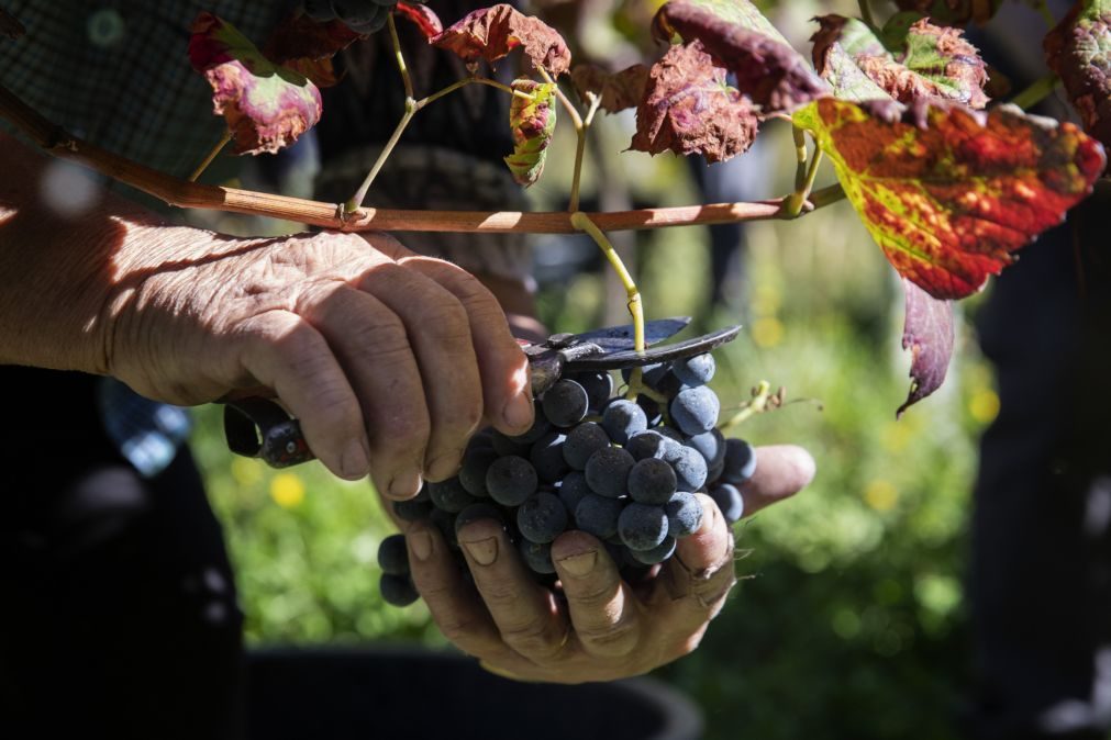 Vendas na Região dos Vinhos de Lisboa cresceram 4% no primeiro semestre