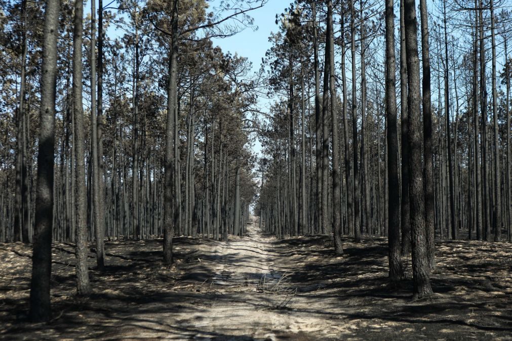 Estabilização de solos do Pinhal de Leiria avança na próxima semana