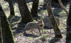 Registado um gato-bravo na região do Vale do Côa pela primeira vez em 30 anos