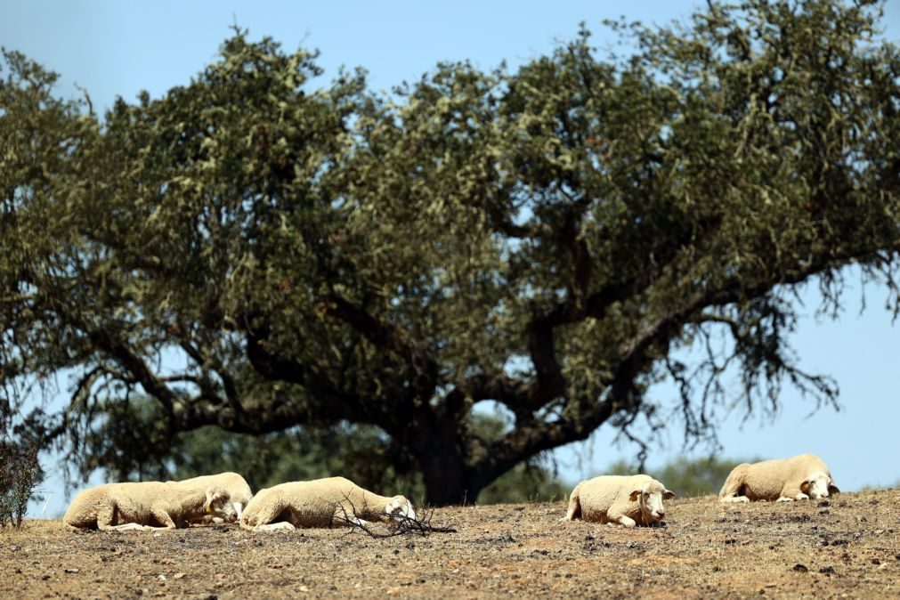 Dezoito distritos sob aviso laranja até quarta-feira devido ao calor