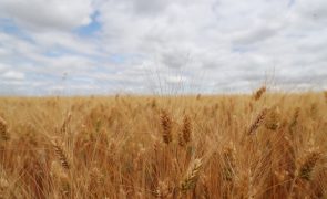 Campanha dos cereais para grão de outono/inverno 2022/23 foi a pior de sempre