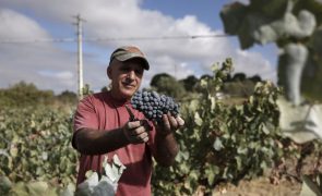 Produção de vinho ascende a 7,4 milhões de hectolitros em 2023, a mais alta desde 2001