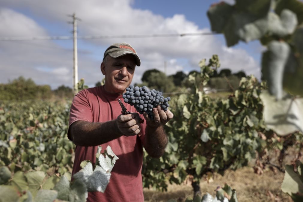 Produção de vinho ascende a 7,4 milhões de hectolitros em 2023, a mais alta desde 2001