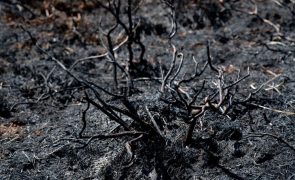 Número de fogos rurais é o mais reduzido desde 2014