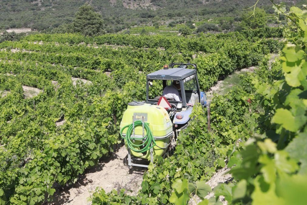 Viticultores do Douro dizem ter 