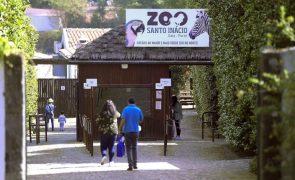 Hipopótamo-pigmeu em risco de extinção nasce no Zoo Santo Inácio