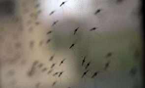 DGS recomenda prevenção e controlo de mosquitos que transmitem dengue e zika