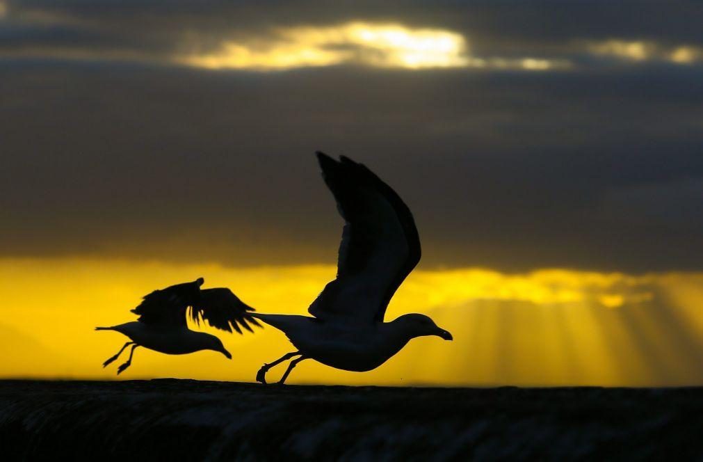 Gripe das aves detetada em gaivotas em Portugal