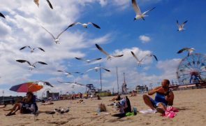 Gripe das aves detetada em gaivotas nos distritos de Aveiro e Leiria